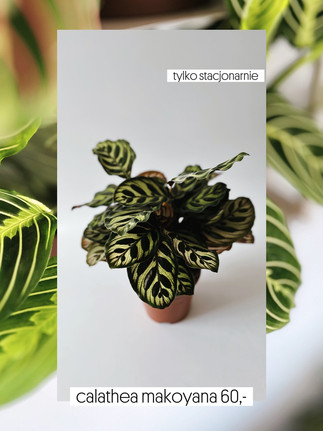 roślinnik calathea makoyana