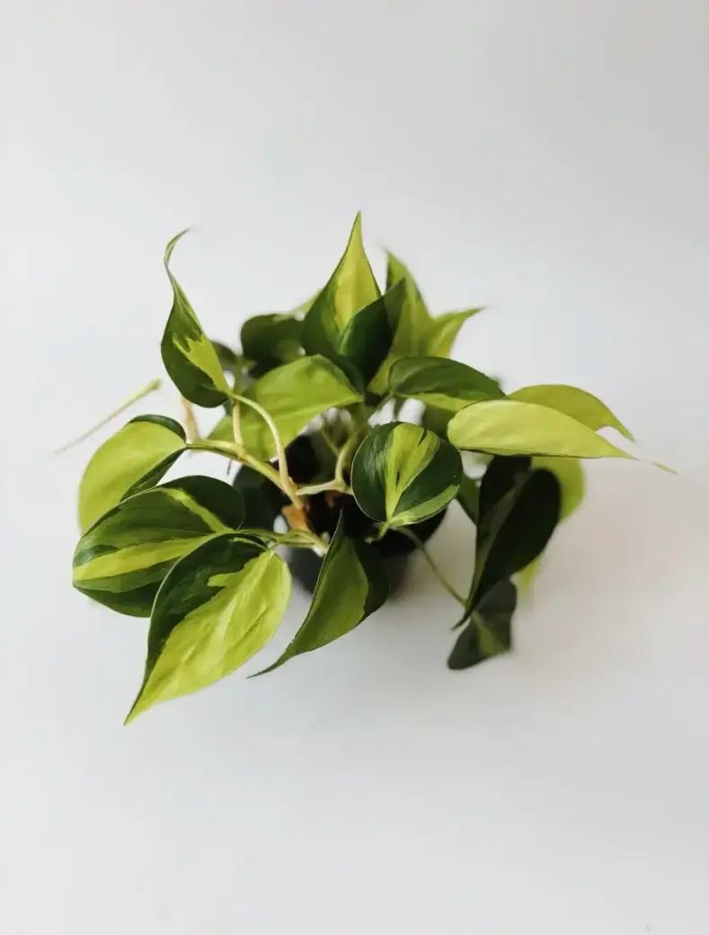 philodendron brasil średnica 11 cm