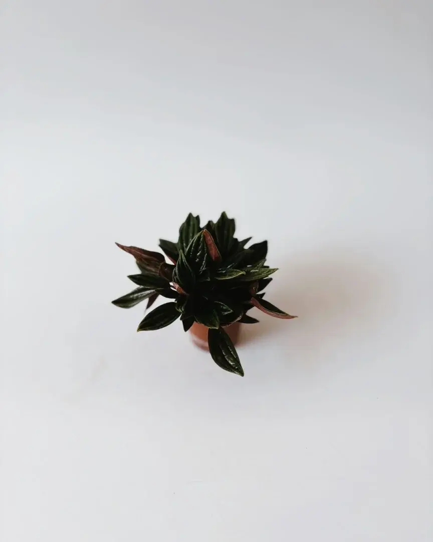 Miniatura: mini peperomia rosso