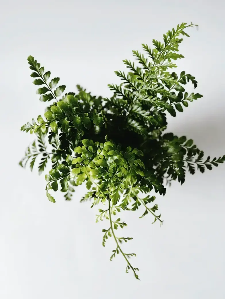 Miniatura: asplenium Parvati