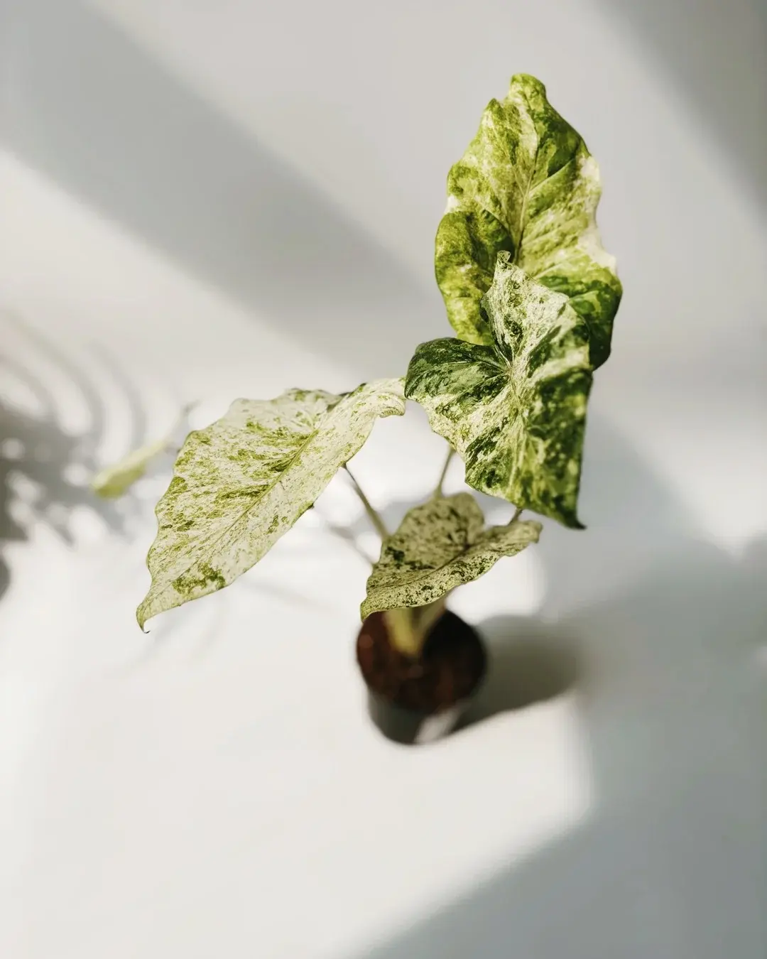 alokazja odora batik variegata