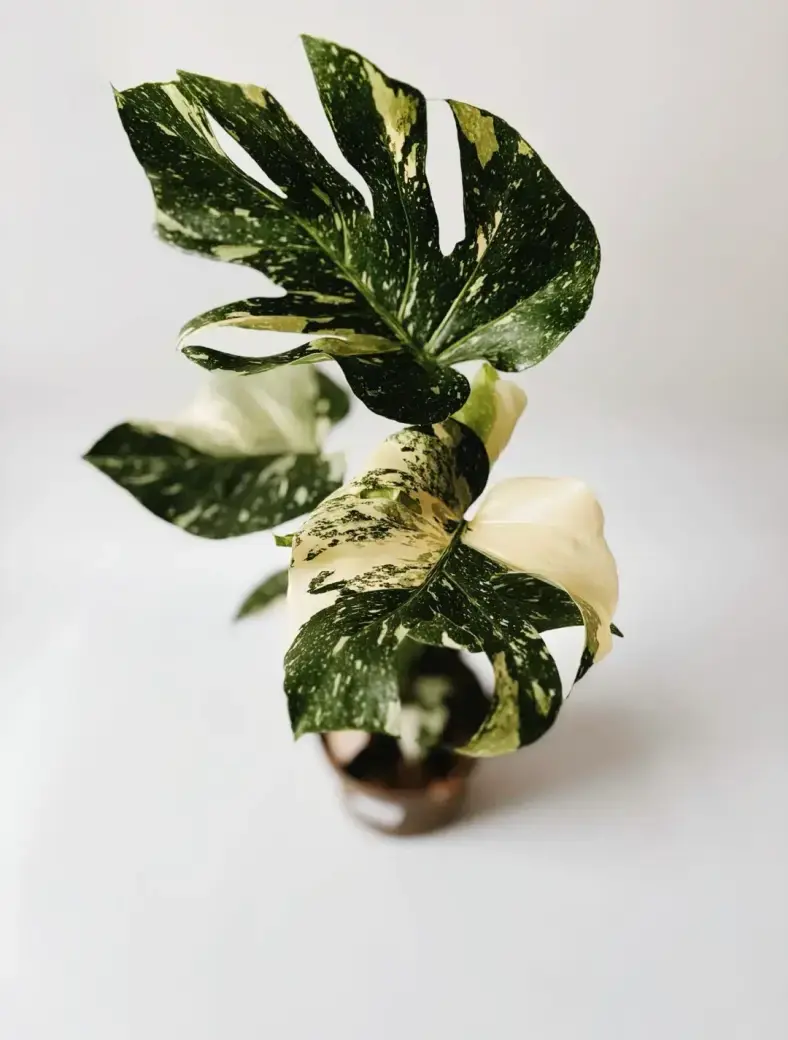 monstera thai constellation 17 cm