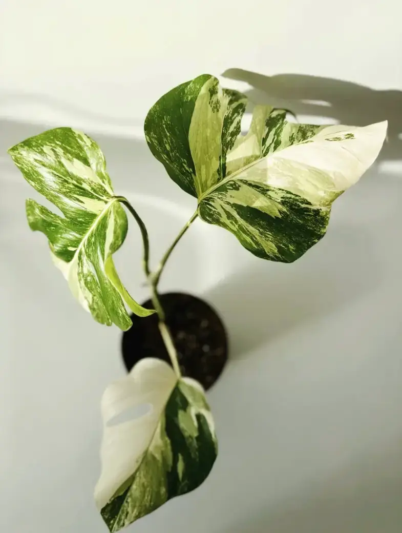 Miniatura: monstera deliciosa variegata roślinnik
