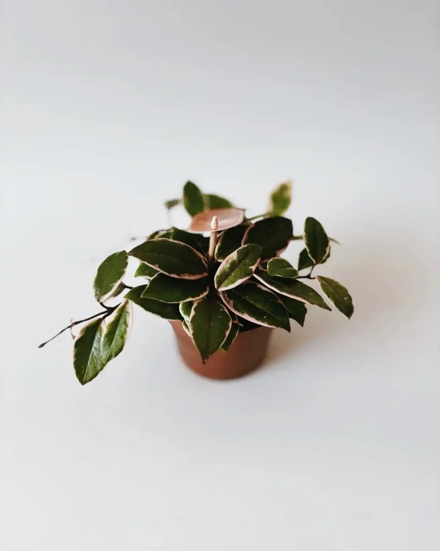 zwisająca hoya flamingo dream