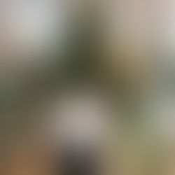 przegląd dostawy roślin 01.04 | kwiecień zaczynamy z philodendronem melanochrysum