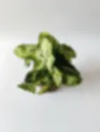 zroślicha syngonium arrow