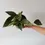 Miniatura: hoya macrophylla 12 cm