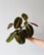 maranta tricolor