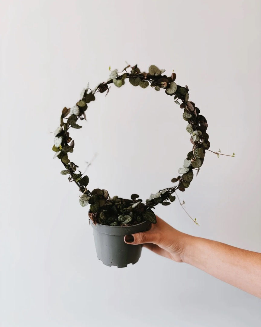 ceropegia woodii na pałąku