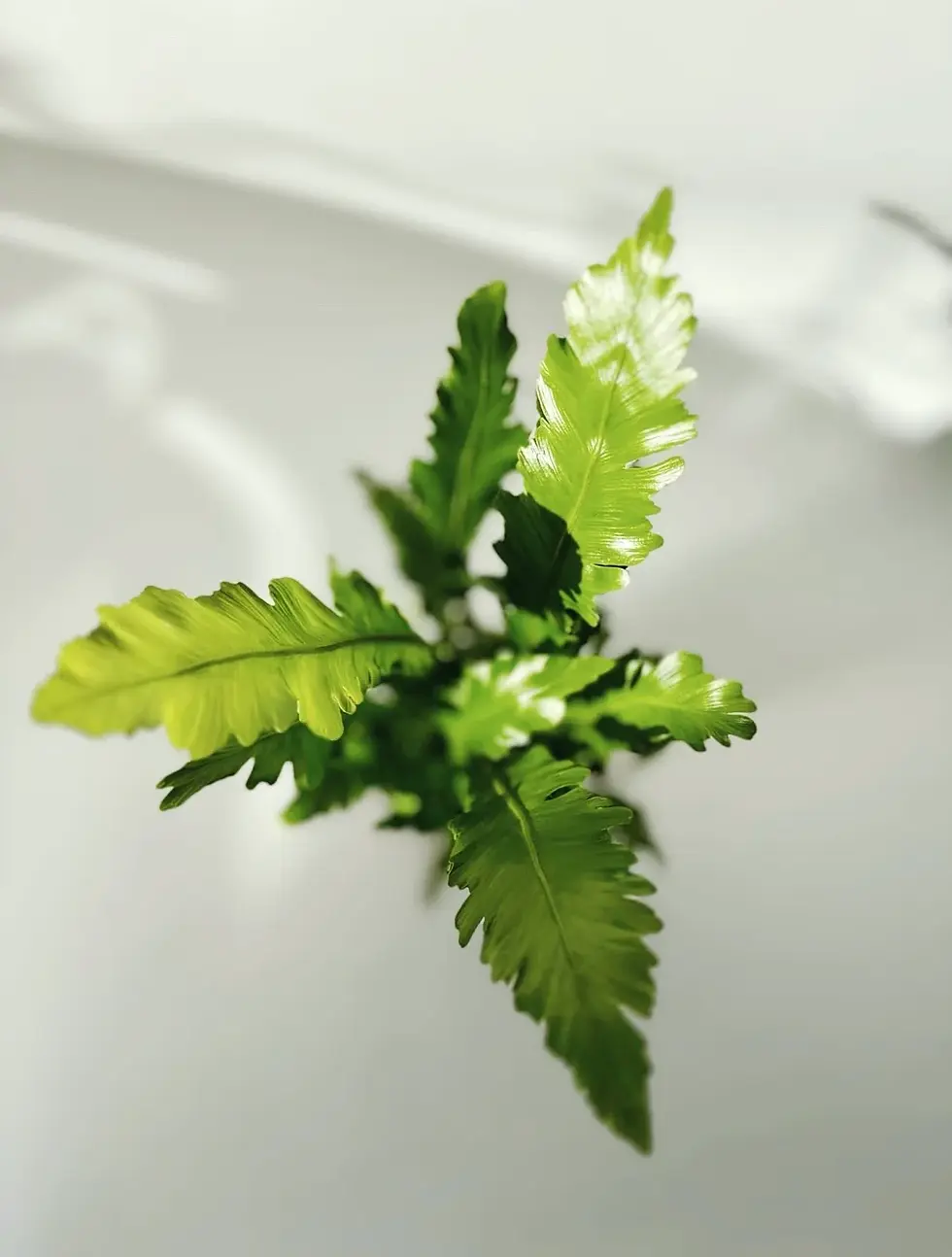 Miniatura: asplenium cambio