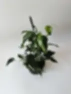 epipremnum variegata