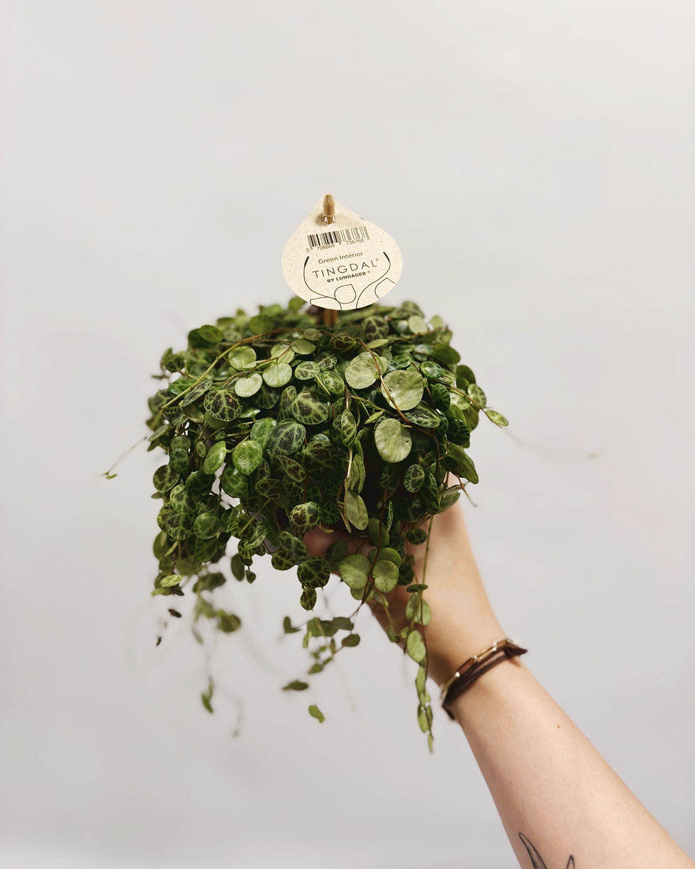 Miniatura: peperomia prostrata średnica doniczki 12 cm