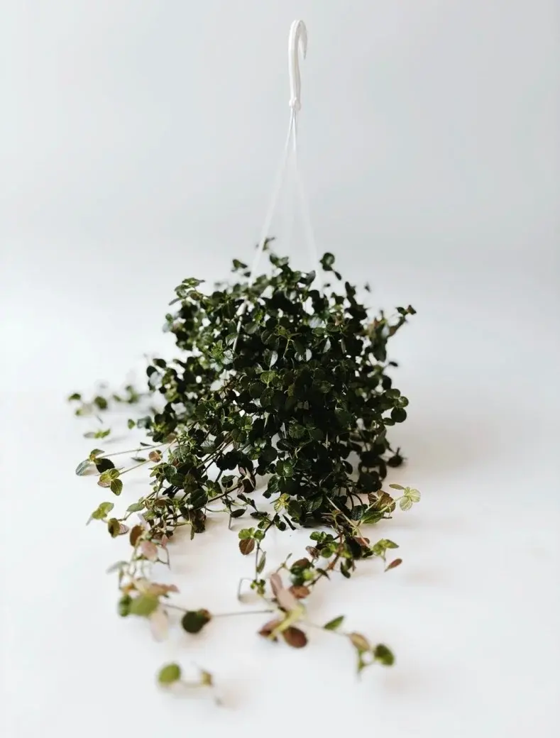 Miniatura: pilea roślina