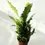 Miniatura: asplenium