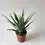 Miniatura: aloes drzewiasty