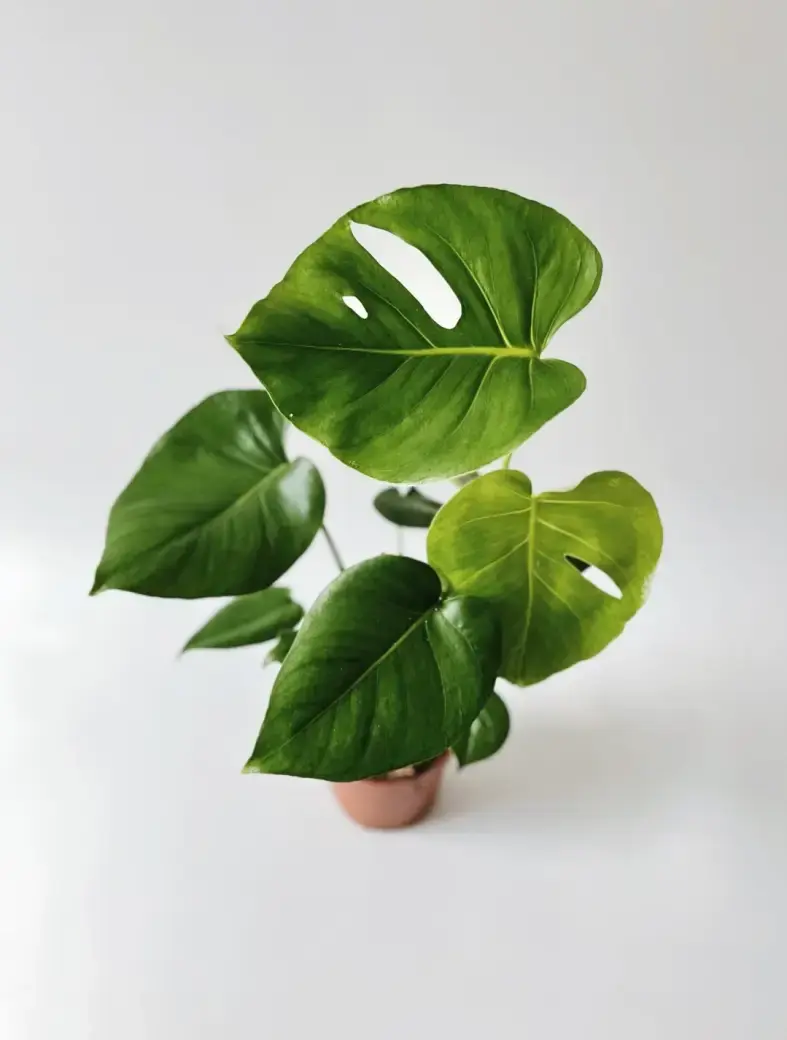 Miniatura: monstera deliciosa klasyczna średnica 17 cm