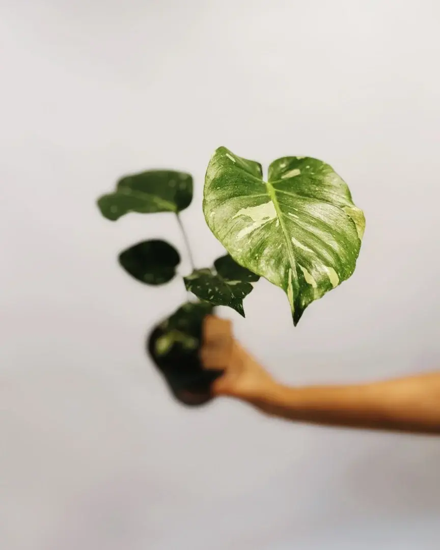 Miniatura: monstera thai constellation 12 cm
