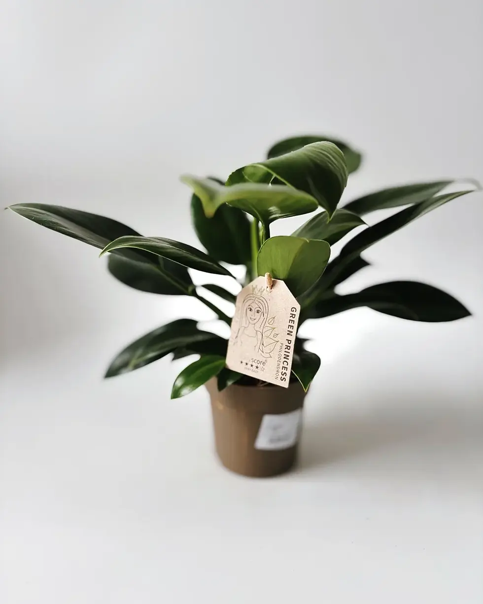 Miniatura: philodendron green princess 11 cm