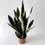 Miniatura: sansevieria roślina doniczkowa