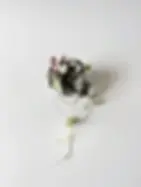 Miniatura: ceropegia variegata