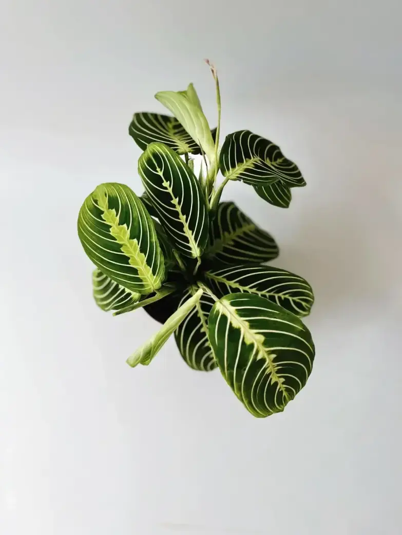 Miniatura: limonkowa maranta kolekcjonerska