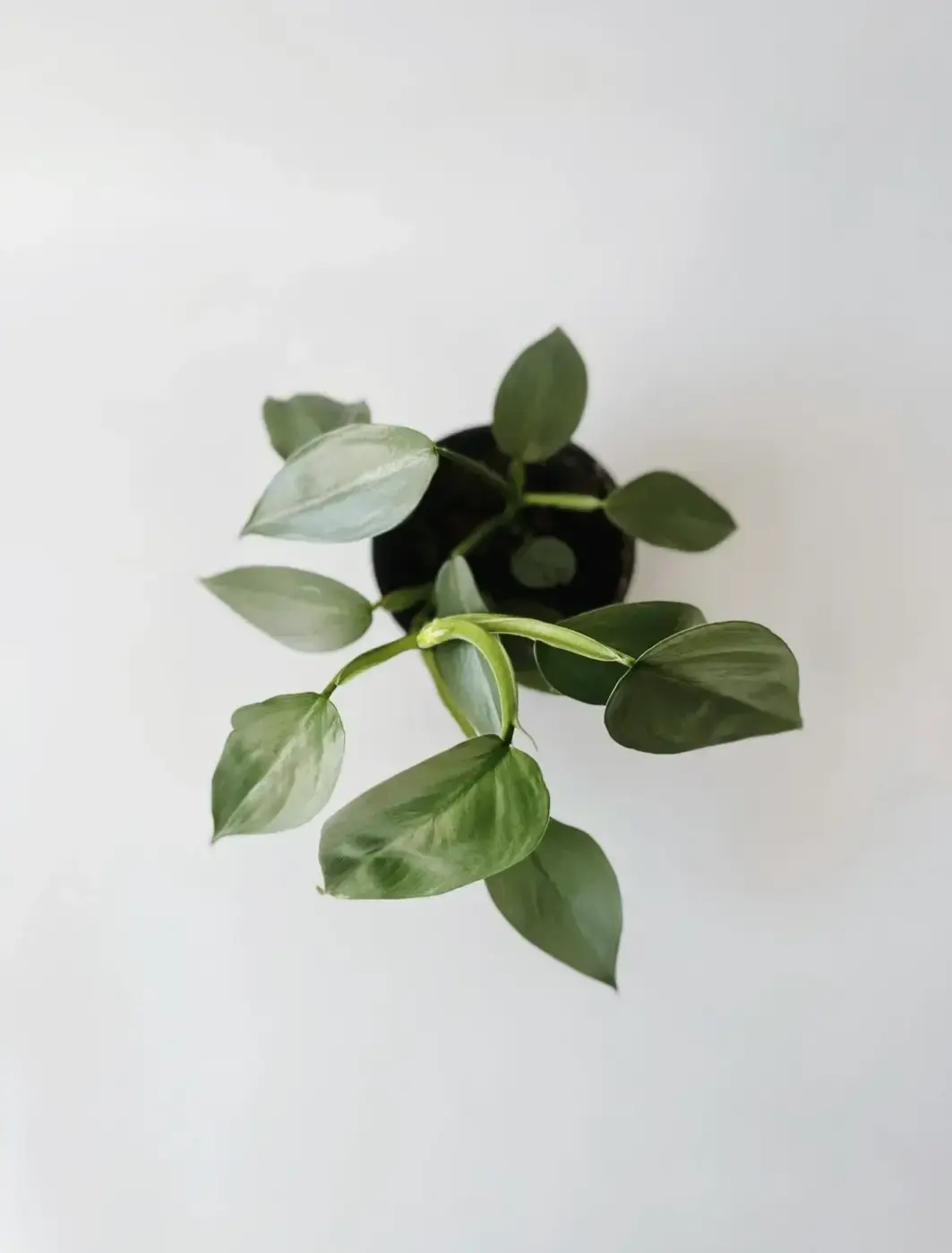 srebrzysty philodendron astatum