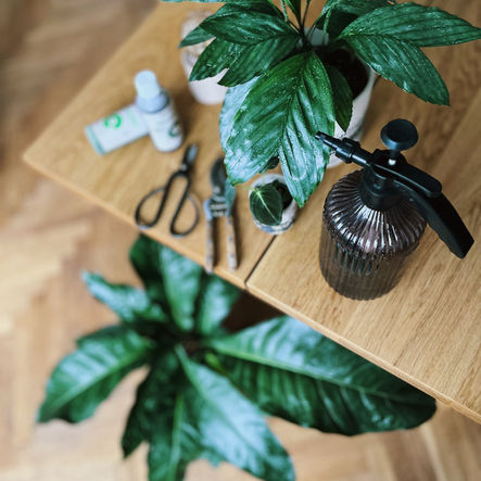 Poradnik roślinnika: jak przygotować rośliny do sezonu jesienno-zimowego?