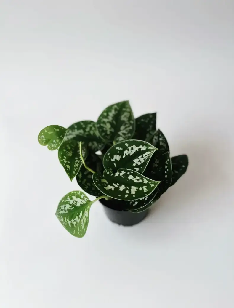 scindapsus pstry