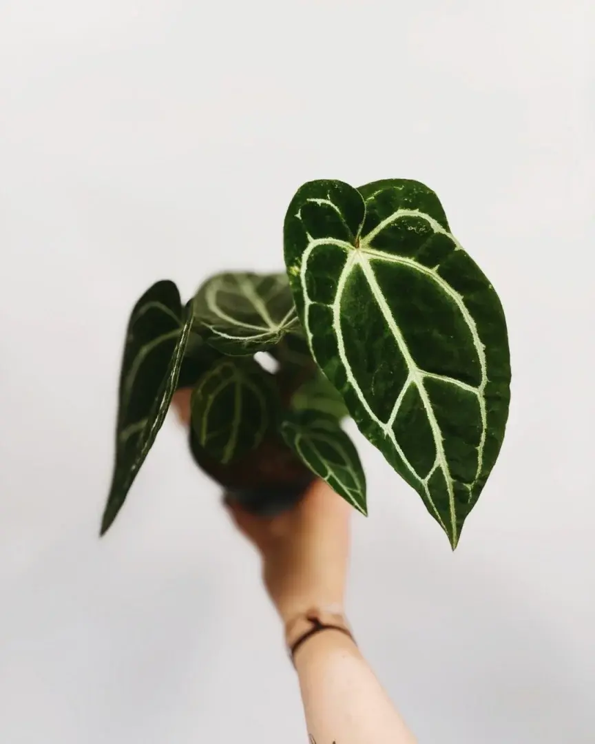 anthurium crystallinum większa sadzonka