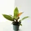 Miniatura: filodendron prince of orange