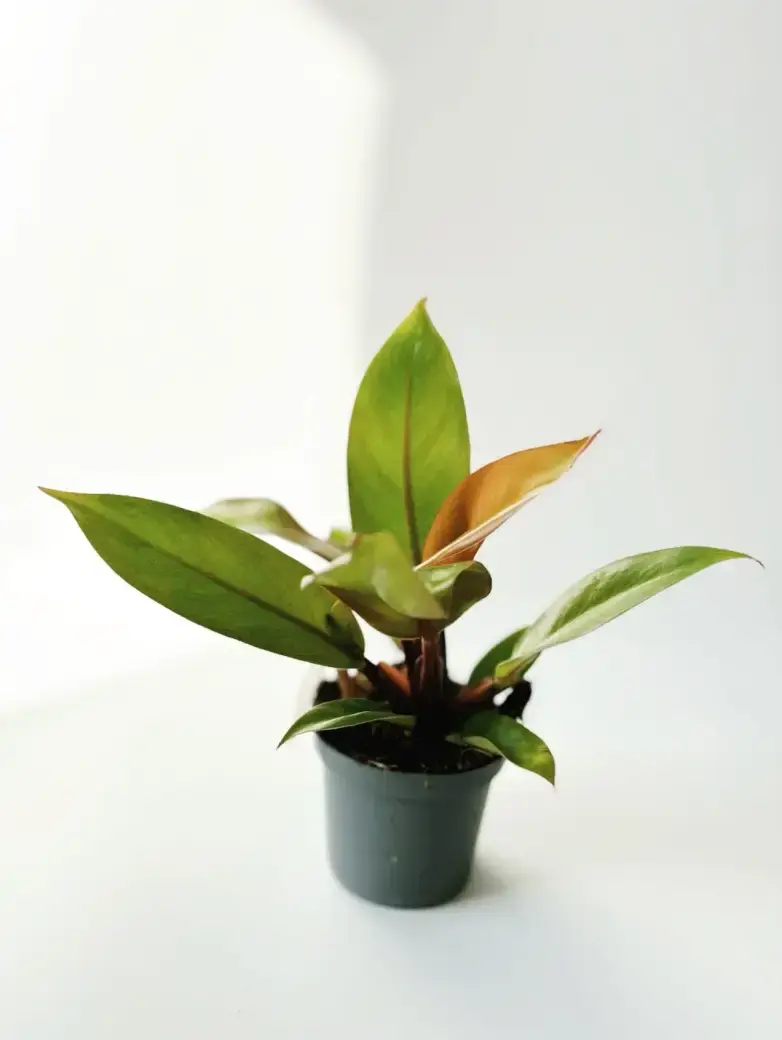 filodendron prince of orange
