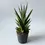 Miniatura: sansevieria rocket