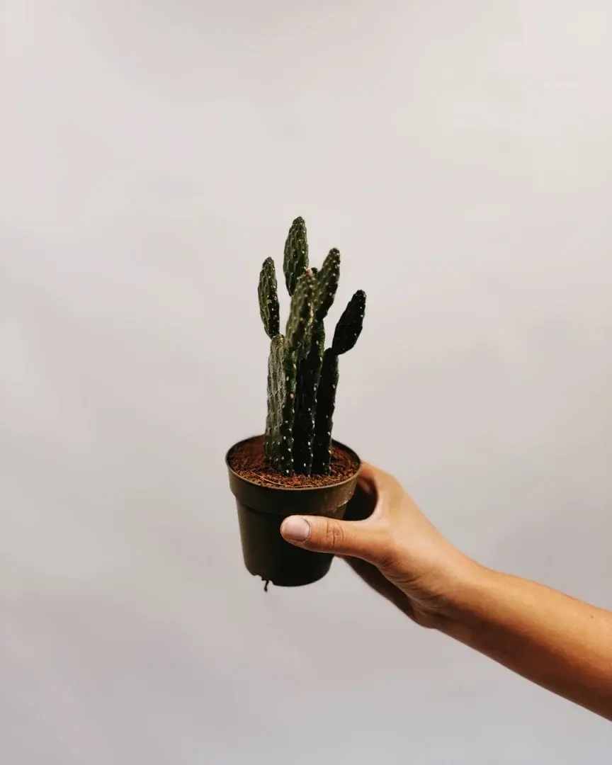 Miniatura: opuncja mała sadzonka