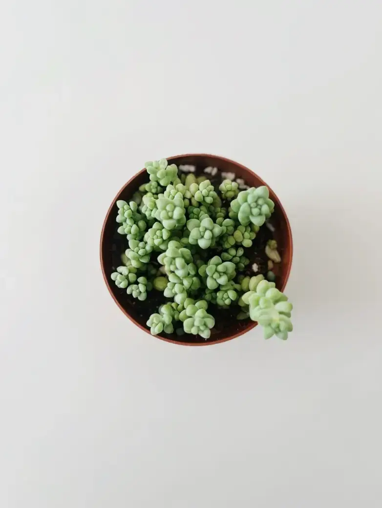 sedum burrito rozchodnik
