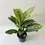 Miniatura: zielona aglaonema stripes