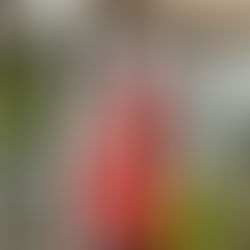 Grudniowy konkurs roślinnikowy