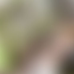 przegląd dostawy roślin 22.04 | długo wyczekiwana oliwka już w roślinniku!