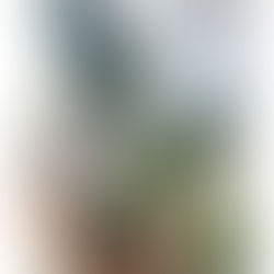 Dostawa roślin: 10/08/2022