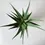 Miniatura: aloes kwiat