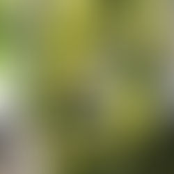 przegląd dostawy roślin 8/05/2024