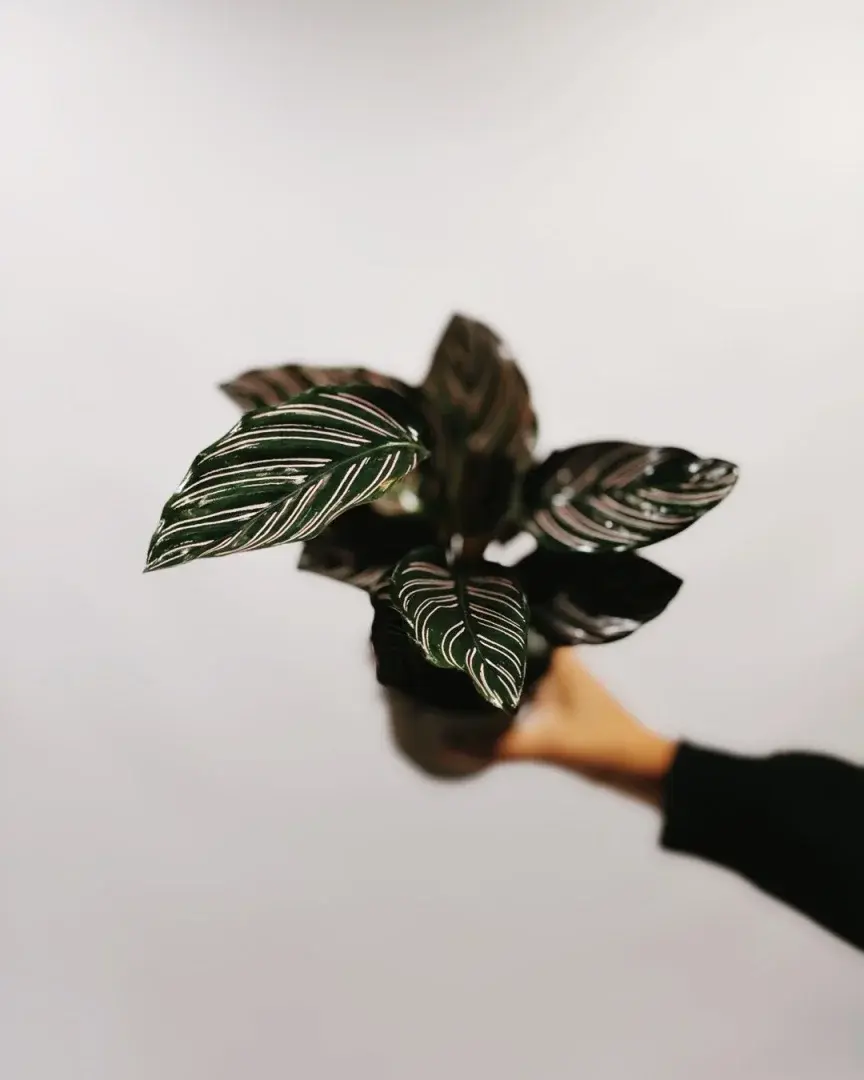 calathea ornata mała sadzonka