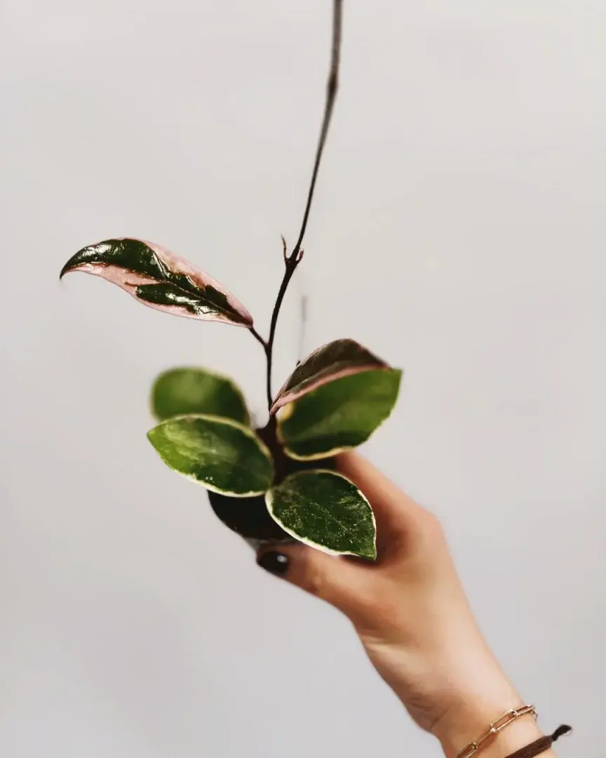Miniatura: hoya flamingo dream mała sadzonka