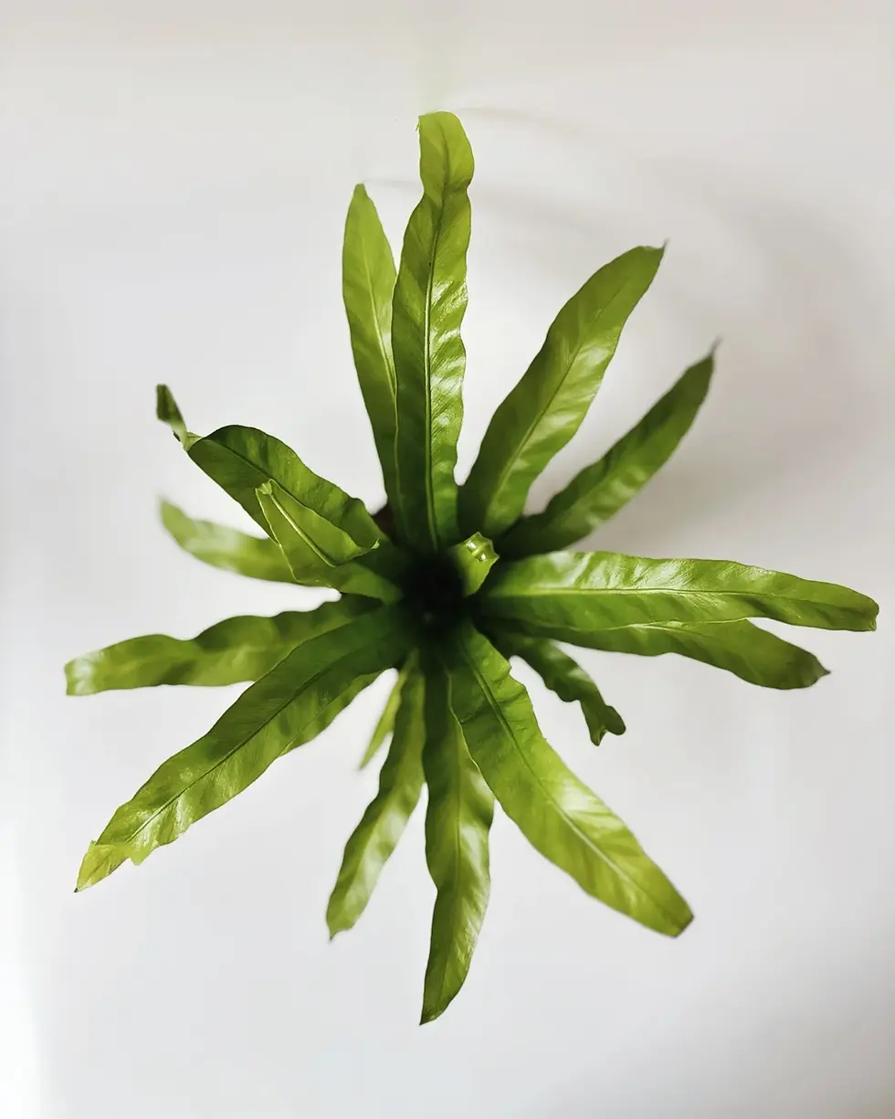 Miniatura: asplenium paproć