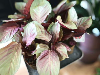 przegląd dostawy roślin 15.04 | calathea silver plate pierwszy raz w roślinniku