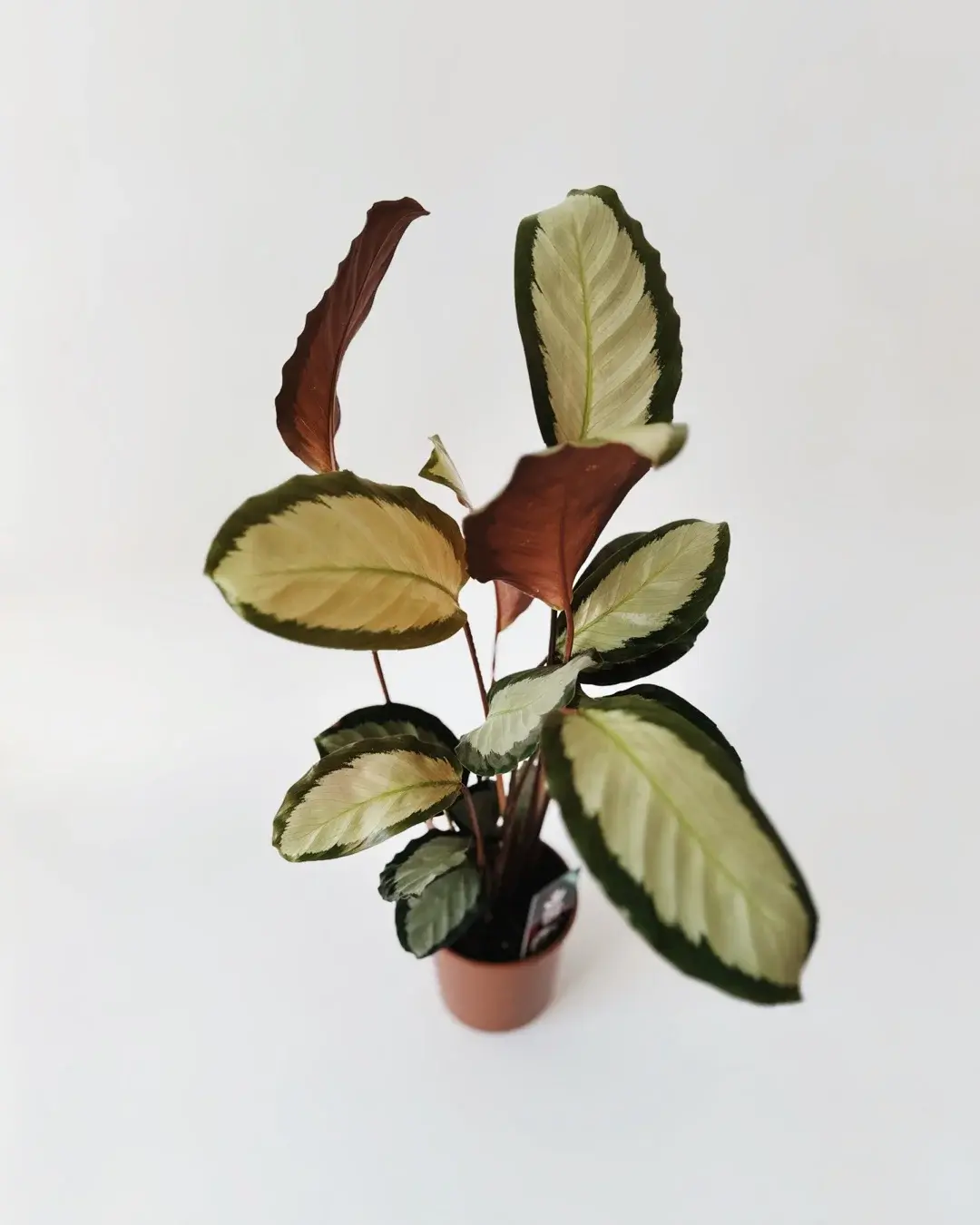 calathea picturata
