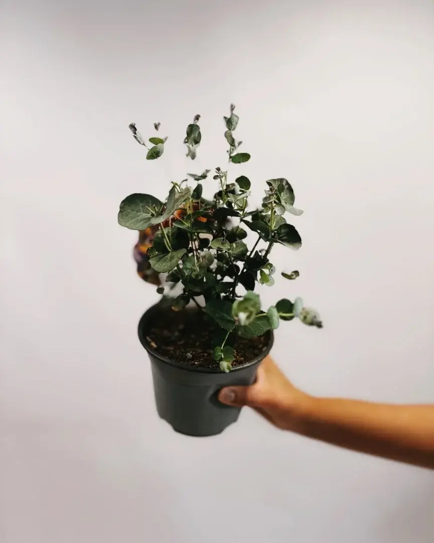 eukaliptus mała sadzonka