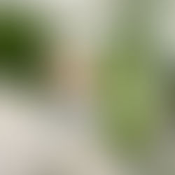 pożyteczne roztocza w roślinniku