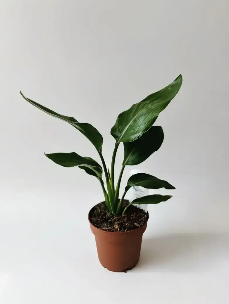 Miniatura: strelicja królewska rajski ptak