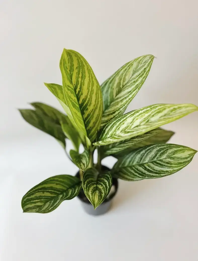 Miniatura: aglaonema stripes