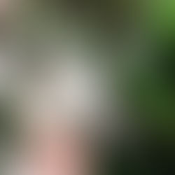 JAK DBAĆ o syngonium emerald gem? najlepsze wskazówki uprawy